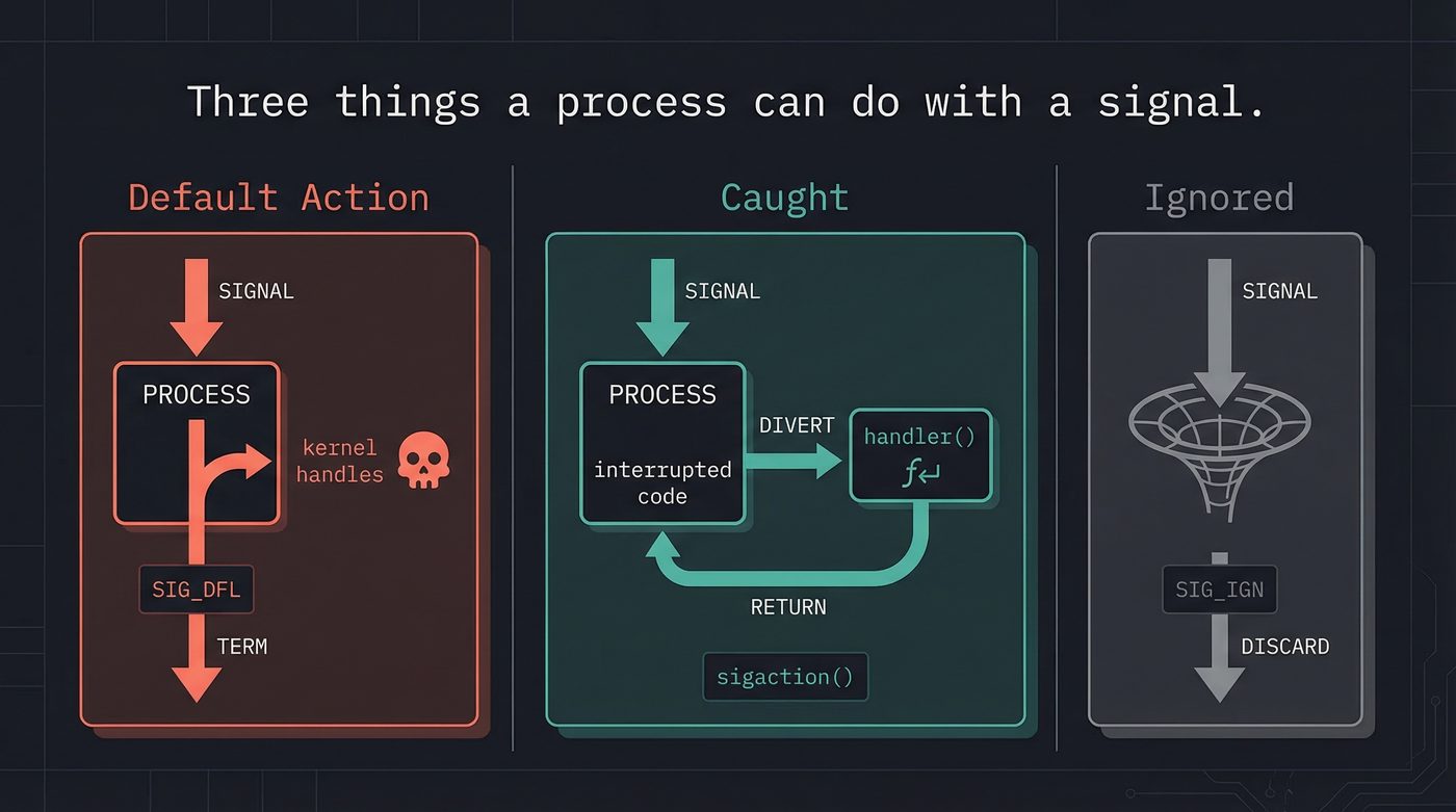 Signal disposition — default, caught, ignored